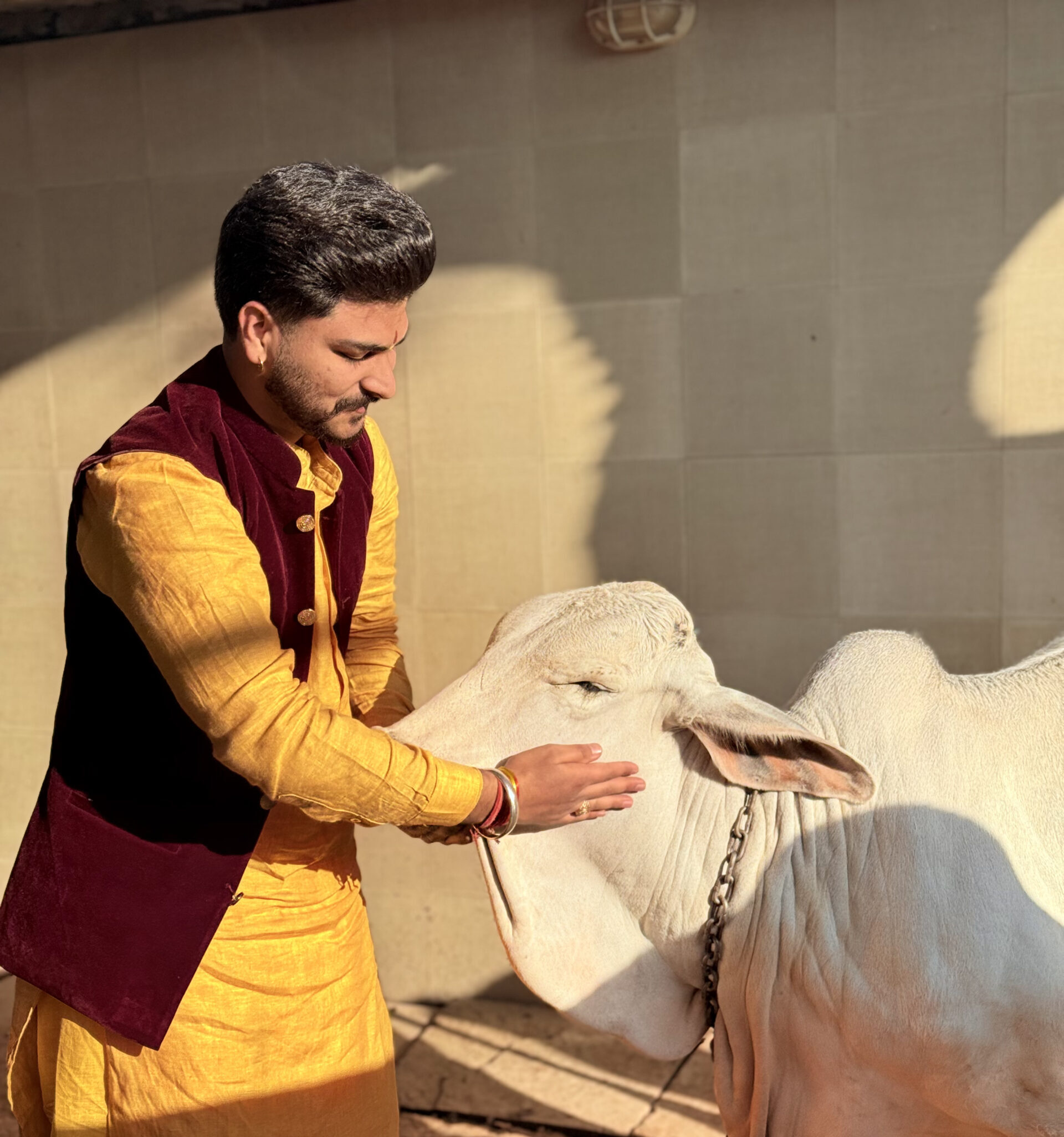 Pt. Deepak Shastri Ji caring for a cow